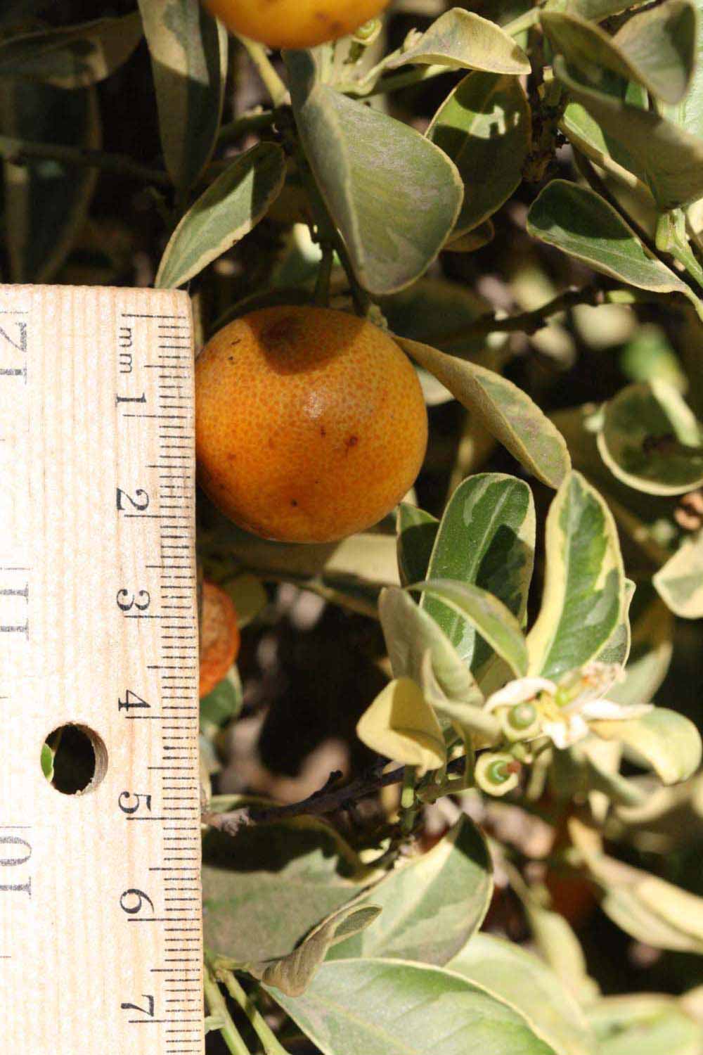            Fruit (Riverside, CA)   